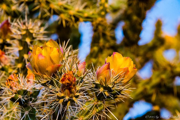 4-Hour Sonoran Desert Morning Photography Workshop - thumb 0