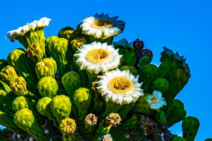 4-Hour Sonoran Desert Morning Photography Workshop - thumb 1
