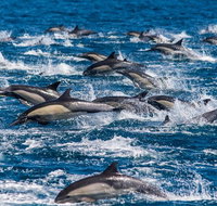 Dana Point Whale Watching and Dolphin Watching Eco-Safari - China Accommodation