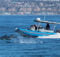 High Speed Zodiac Whale Watching Safari from Dana Point - China Accommodation