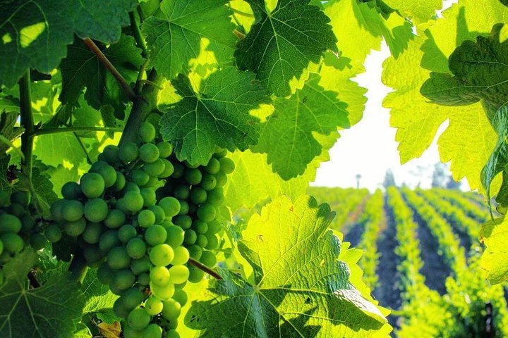 Temecula Shared Hot Air Balloon Ride - thumb 0