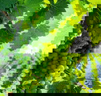 Temecula Shared Hot Air Balloon Ride - USA Accommodation