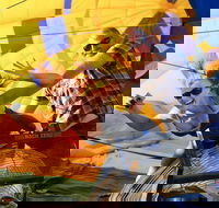 Temecula Wine Country AM Balloon Ride - USA Accommodation