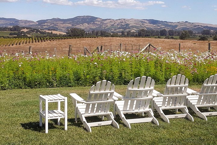 Guided Healdsburg Wine Country Bike And Wine Tasting Tour With Lunch - thumb 1