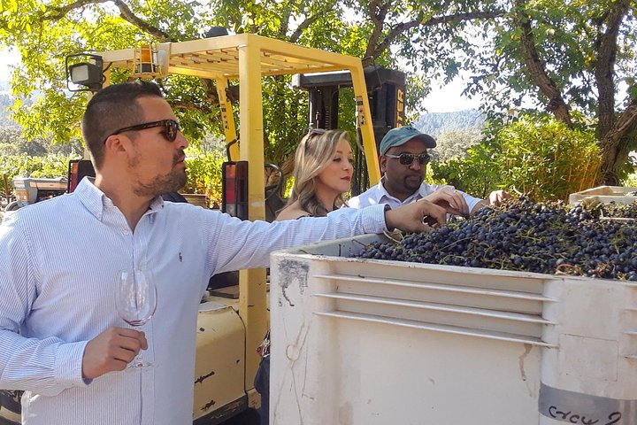 Guided Healdsburg Wine Country Bike And Wine Tasting Tour With Lunch - thumb 3