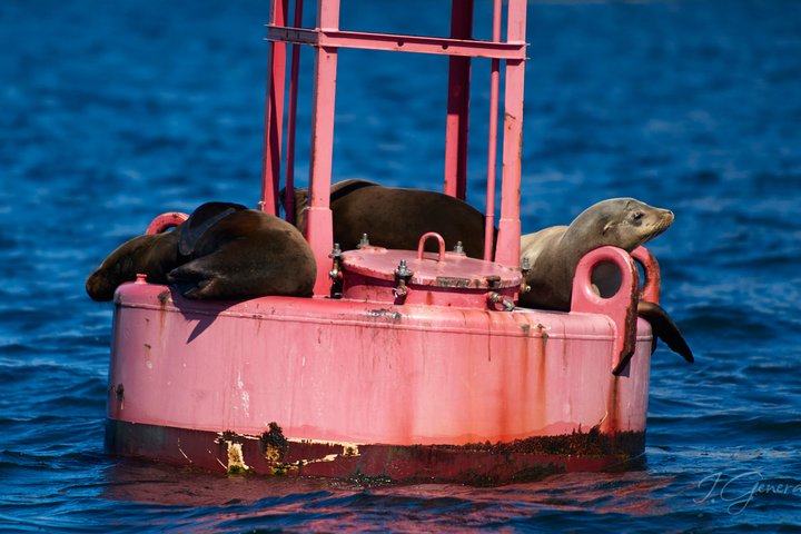1 HOUR Eco Pedal Boat Rental In San Diego Bay - thumb 4