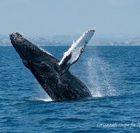 Whale Watching Excursion in Dana Point - China Accommodation