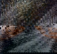 Family-Friendly Nature Hike around the Big Bear Valley - USA Accommodation