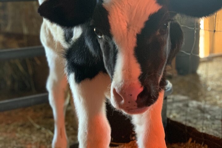 Meet The Farm Animals In Petaluma! - thumb 0