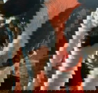 Meet the Farm Animals in Petaluma - USA Accommodation