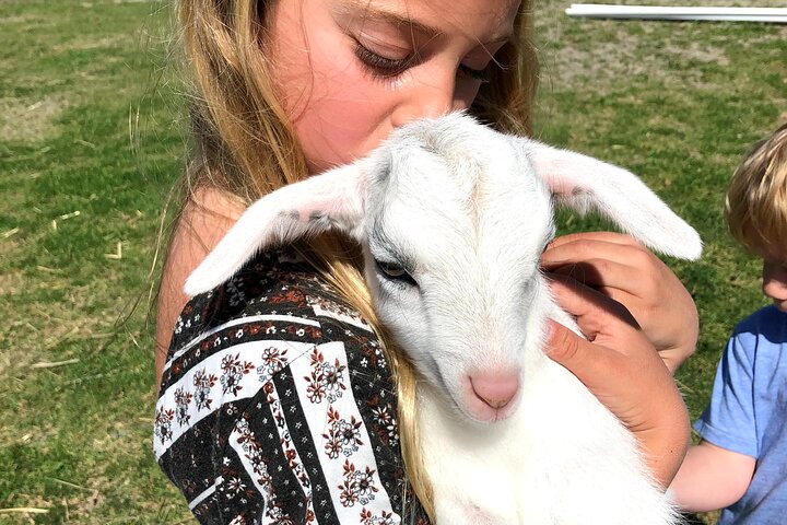 Meet The Farm Animals In Petaluma! - thumb 1