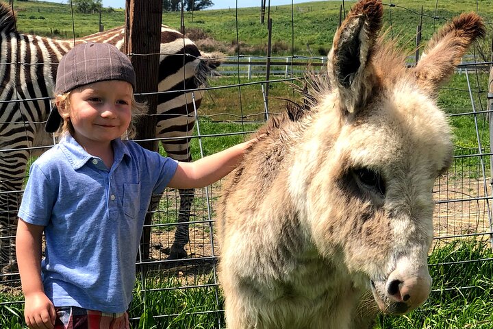 Meet The Farm Animals In Petaluma! - thumb 3
