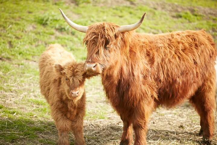 Meet The Farm Animals In Petaluma! - thumb 5