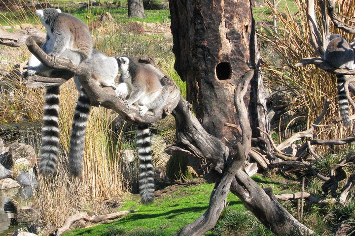 Experience Our Redwoods And Wild Safari Outdoor Adventure - thumb 0