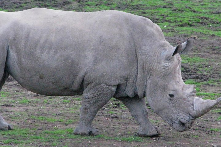 Experience Our Redwoods And Wild Safari Outdoor Adventure - thumb 1