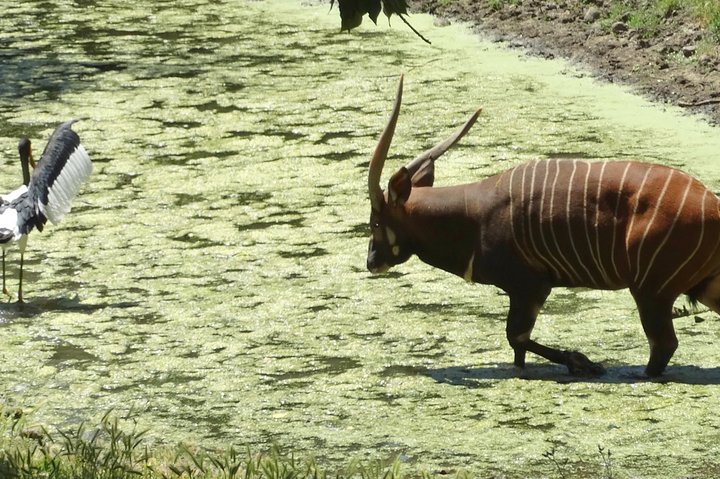 Experience Our Redwoods And Wild Safari Outdoor Adventure - thumb 2