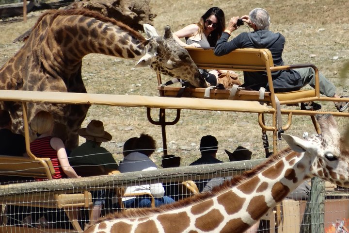 Experience Our Redwoods And Wild Safari Outdoor Adventure - thumb 4