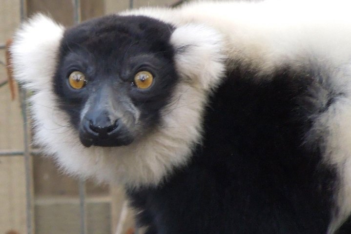 Experience Our Redwoods And Wild Safari Outdoor Adventure - thumb 5