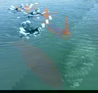 Manatee Snorkeling Tours - Students Accommodation