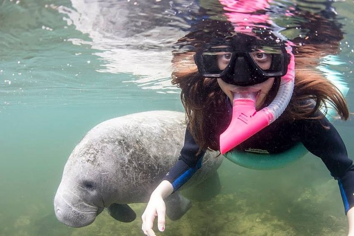 Manatee Snorkeling Tours - thumb 1