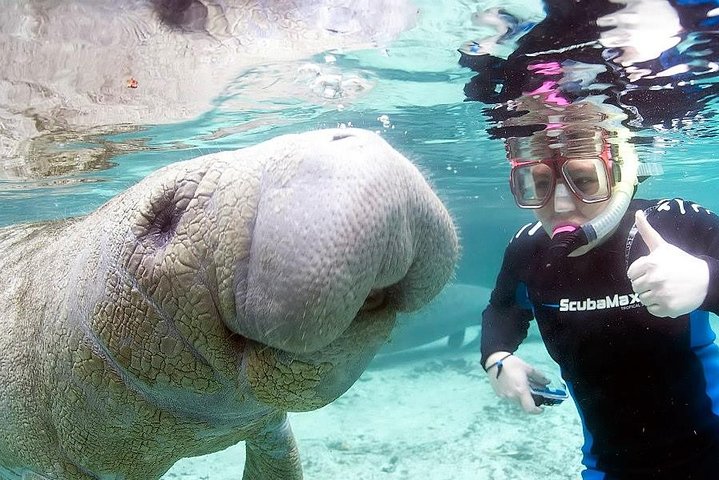 Manatee Snorkeling Tours - thumb 2