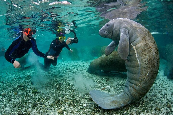 Manatee Snorkeling Tours - thumb 3
