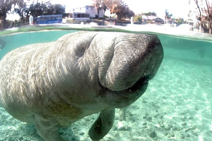 Manatee Snorkeling Tours - thumb 4