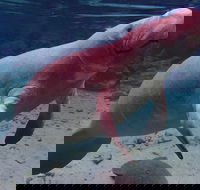 Swim with the Manatees Includes In-Water Guide/Photographer - Students Accommodation