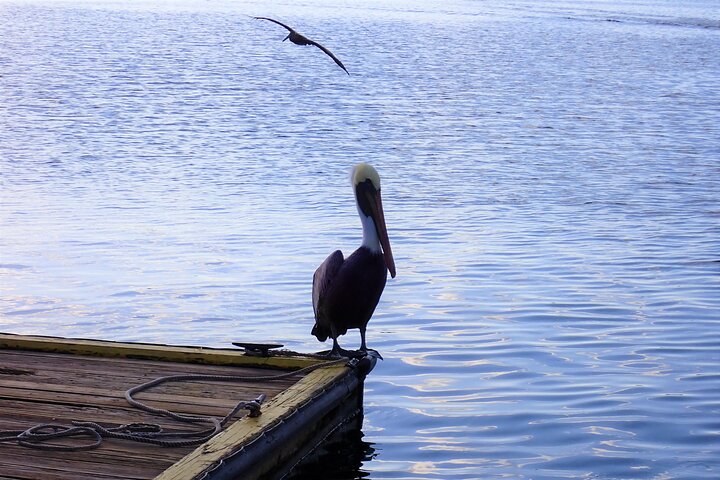 Manatee Viewing Cruise - thumb 1