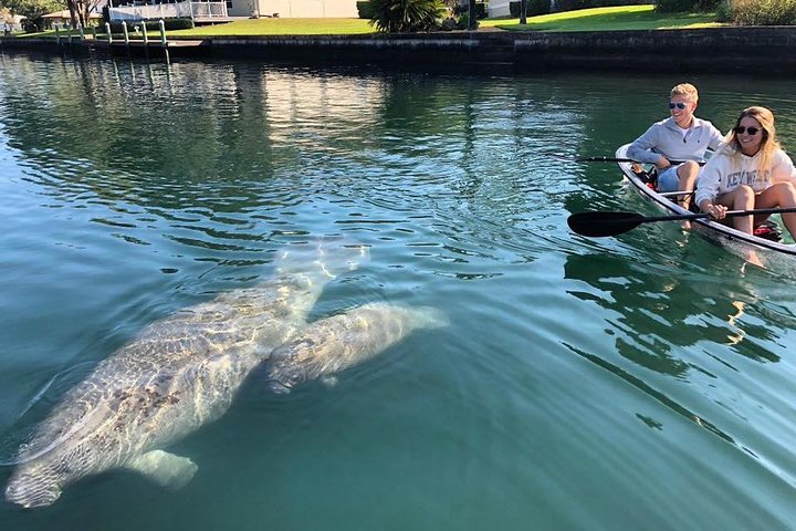 Clear Kayak Tour Of Crystal River - thumb 3