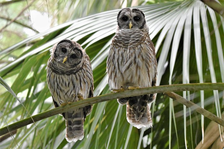 Wild & Scenic Loxahatchee River Guided Tour - thumb 5