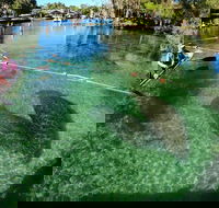 All Clear Kayak Manatee Viewing Ecotour With Local Guide - Students Accommodation