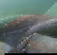 Swim With Manatees In Crystal River Florida - Students Accommodation