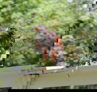 Colorado Springs Hands-On Falconry Class and Demonstration - Tourism Bookings