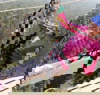 Fins Course Scenic Zipline Tour - Tourism Bookings