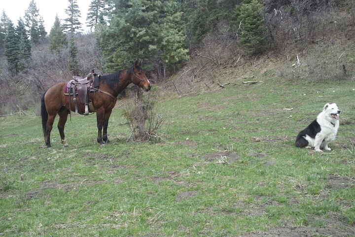 6 Hours Horse Ride - Cascade Creek Trail To The Waterfalls - thumb 2