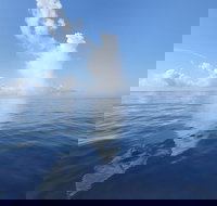 2 Hour Dolphin Sightseeing and Boat Tour in Panama City Beach - Hotels Santiago