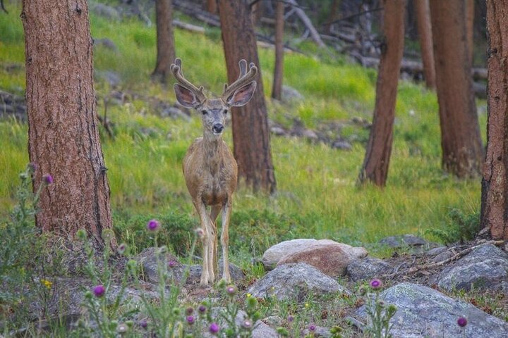 Rocky Mountain National Park- Guided Hiking Tour - thumb 3