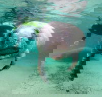 Manatee Snorkel Tour with In-Water Divemaster/Photographer - Students Accommodation