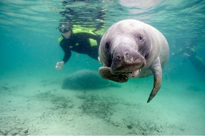 Small Group Manatee Tour With In-Water Divemaster/Photographer - thumb 0