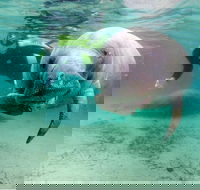 Small group Manatee Tour with In-Water Divemaster/Photographer - Students Accommodation