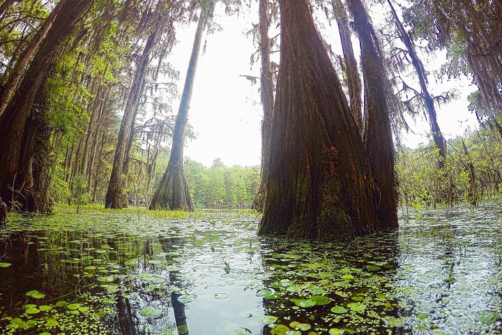 Miami: Everglades Airboat Experience - thumb 0