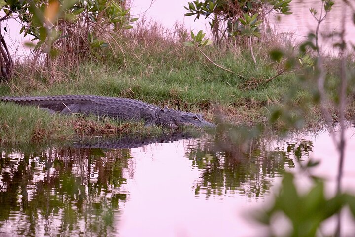 Miami: Everglades Airboat Experience - thumb 2