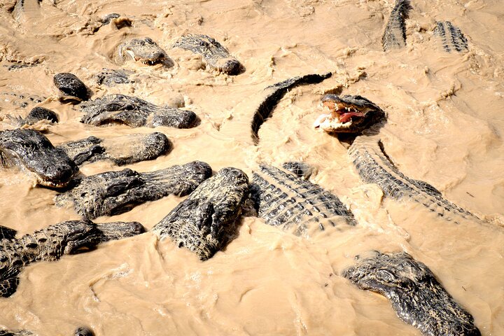 Miami: Everglades Airboat Experience - thumb 4