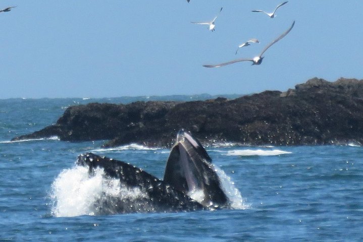 Discover Point Reyes natural wonders and ancient redwoods all-inclusive