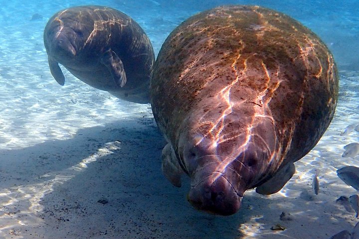 Small Group VIP Manatee Pontoon Tour - thumb 0