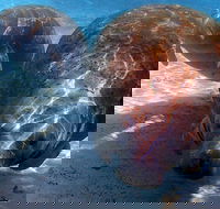 Small Group VIP Manatee Pontoon Tour - Students Accommodation