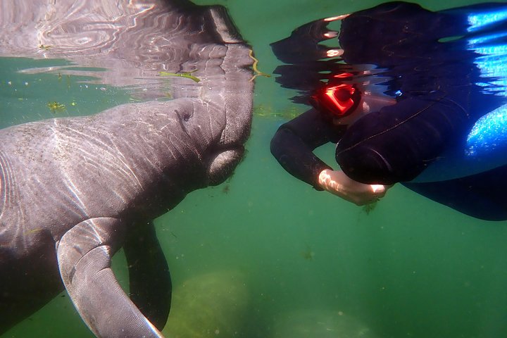 Small Group VIP Manatee Pontoon Tour - thumb 4