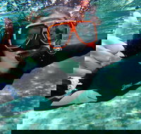 Crystal River Manatee Swim in Kings Bay National Wildlife Refuge - Students Accommodation