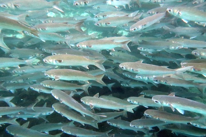 Crystal River Manatee Swim In Kings Bay National Wildlife Refuge - thumb 1
